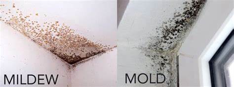 Prevention of Mold and Mildew